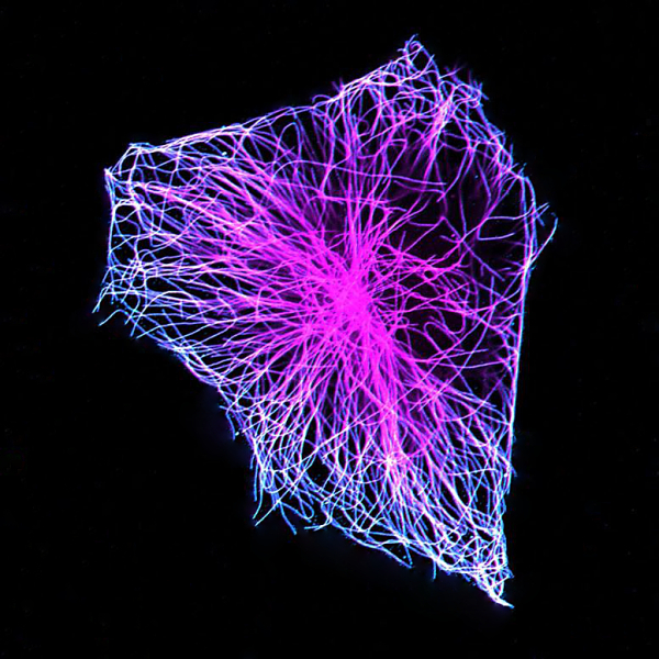 Co-Staining 643_488_alpha_beta_tubulin